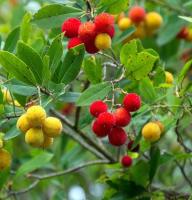 Planta natural arbol Madroño, Arbutus Unedo. Varias alturas elegir. Aporta belleza con sus flores blancas y frutos rojos comestibles, que atraen polinizadores y aves. Es resistente, tolera sequías y suelos pobres, ideal para jardines mediterráneos. - details 0