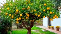Abono ECOLÓGICO para Cítricos (Limoneros, Mandarinos, Naranjos...) de Gran Efecto Reverdesciente y Capacidad para Mejorar Frutos | Envase 800 GR | Apto Aplicación en Maceta y Suelo | Apto para agricultura ecológica  | Nexum+Market - details 1