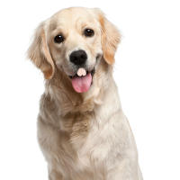 Dientes Falsos Para Perro Divertidos Disfraz De Dentadura Dental Para Decoración De Mascotas Halloween Cosplay Humanos Y Vampiros Juguetes De Interacción - details 26