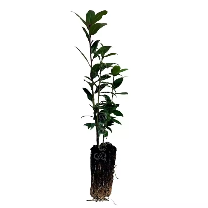 Planta en cepellón de alveolo forestal. Ideal para crear Bonsai. Segura Garden. Acebo, Castaño, Laurel, Madroño Pino, Cipres - 1