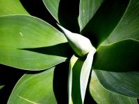 Planta natural Yucca. Elegir tamaño. Segura Garden. La yuca es una planta de interior resistente y de bajo mantenimiento que mejora la calidad del aire, agrega un toque tropical y promueve un ambiente relajado. - details 0