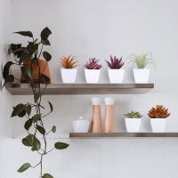 1SET(6PCS) Succulentas Simulación Pequeñas En Macetas Para Decoración De Hogar Balcón Baño Estantería Jardín Mini Realistas 22449ZH6 - details 8
