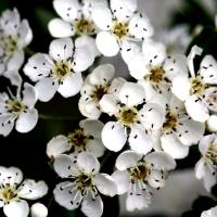 Planta natural arbol Crataegus monogyna, Majuelo. Varias alturas elegir. El espino albar, es ideal para setos naturales, aporta bellas flores blancas en primavera, atrae polinizadores y aves con sus frutos, y es resistente a sequías y bajas temperaturas. - details 0