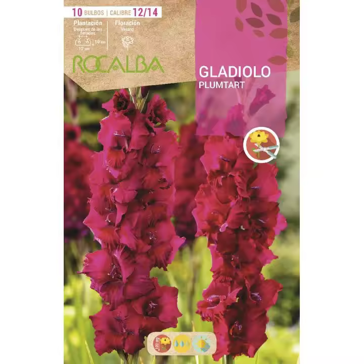 Rocalba Bulbo Gladiolo Plumtart Púrpura 10 Unidades (12/14) - Máxima Calidad - 1