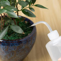 Botella De Rociador De Plástico Para Flores Y Suculentas 250/500/1000ml Herramientas De Riego Para Jardín Y Cocina - details 7