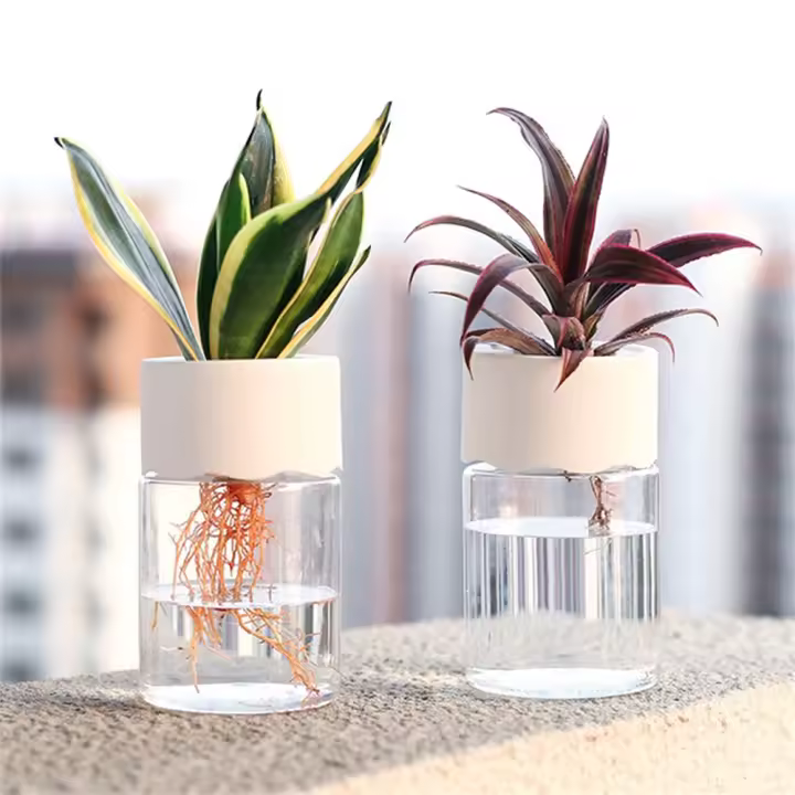 Maceta Hidroponía Miniatura Transparente Decoración Para El Hogar Vaso De Flores Sin Tierra Para Plantas Verdes Moderno Plástico - 1
