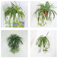 1pc Chlorophytum Artificial Colgante Planta Falsa De Plástico Para Decoración De Jardín Y Pared De Hogar Verde Sintético Para Exterior Y Interior - details 2