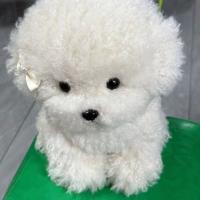 Muñeco De Peluche De Perro Bichon Lindo Simulación De Cabello Curvo Kawaii Muñeco De Peluche Real Para Niñas Y Niños Regalo De Cumpleaños Y Navidad - details 2