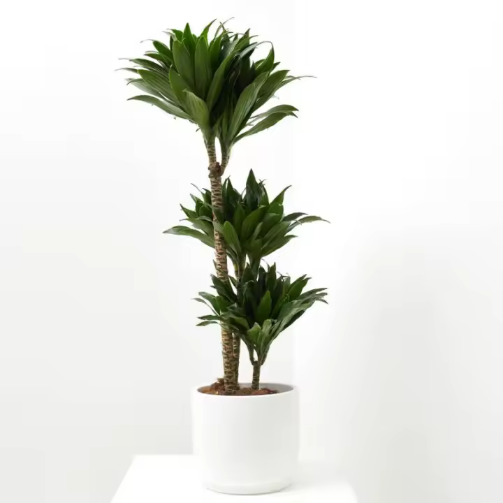 Verdecora DRACENA COMPACTA - 1
