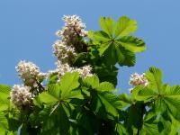 Planta natural arbol Aesculus hippocastanum, Castaño de Indias. Altura 50 - 70 cm. Sombra densa y sus flores blancas en primavera, atrae fauna beneficiosa y mejora el suelo. Ideal para amplios jardines por su porte majestuoso. - details 0