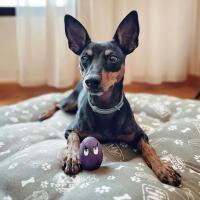 Juguete LANCO para Perros, Tamaño MEDIUM 9cm de Altura. Huevos LANCO de Látex para perros - details 0