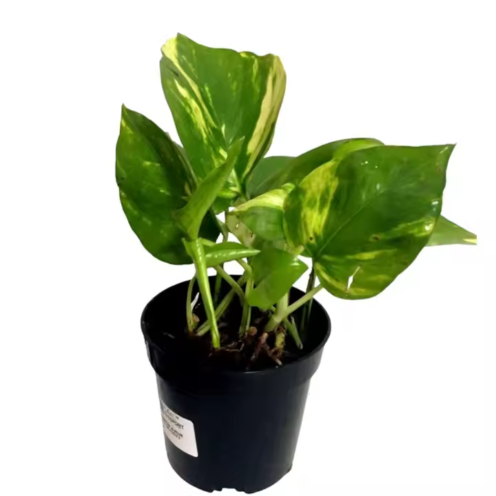 Planta natural Pothos. Potho Epipremnum.  Segura Garden. La planta Epipremnum es perfecta para el hogar por su fácil cuidado, purificación del aire y su capacidad para prosperar en diversas condiciones ambientales. - 1
