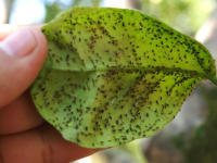 EPIK Alternativa 2024 (EPINSEL) - Insecticida PULGÓN, COCHINILLA, MOSCA BLANCA, ESCARABAJO PATATA Y MINADOR  Envase de 25 ml  100% Eficaz y No Genera Bioresistencias ni Toxicidad  Sipcam Jardin - details 1