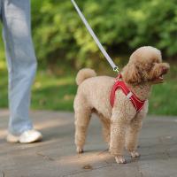 Juego De Correa Y Arnés Ajustable Para Perros Pequeños Vestido De Gato Pupilo Chihuahua Pug Bulldog Francesés Caminar Al Aire Libre - details 10