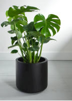 Monstera Deliciosa para Interiores - Costilla de Adán - Plantas y Jardinería- Citrus Flowers Plants- Envio incluido - details 1