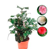 Planta natural Camelia Japonica. Elegir color.Segura Garden. Mejora la estética del jardín con hermosas flores y aporta beneficios ambientales al purificar el aire y atraer polinizadores. - details 0