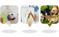 Juguete Interactivo Para Perros Educativo De Mordedor Suave Para Entrenamiento De Instinto De Buscado Squeaky Y Divertido Para Mascotas - details 3