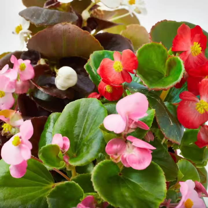 Verdecora - Begonia Surtido Variado para Exterior - Cuidados Fáciles y Abono para Plantas de Flor - 1