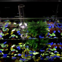 Acrylic Feeder Tube Dish Para Acuario Transparente Alimento Para Cangrejos Y Caracoles Accesorios De Alimentación De Acuario - details 14