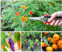 Tijeras De Podar De Acero Inoxidable Para Jardín Y Frutas Con Mango Antideslizante Podador De Rama Para Macetas Y Trimming De Césped - details 16
