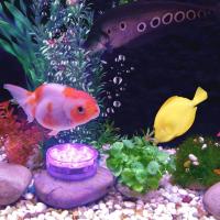 Luces LED Sumergibles Con Control Remoto Y Batería Para Piscina Bañera Tubo De Spa Fountain Vaso De Peces Operadas Por Batería - details 4