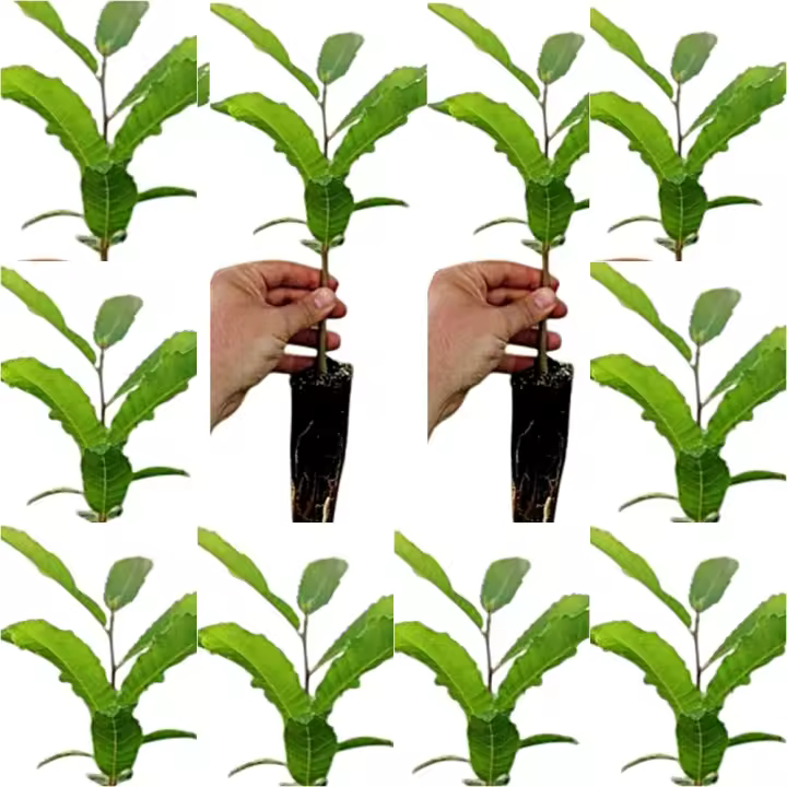 ¡¡¡ 10 Plantas !!! natural Castanea Sativa, Castaño. 20-30 cm. En cepellón. Plantar un castaño aporta sombra, frutos deliciosos, mejora el suelo y fomenta la biodiversidad local. - 1