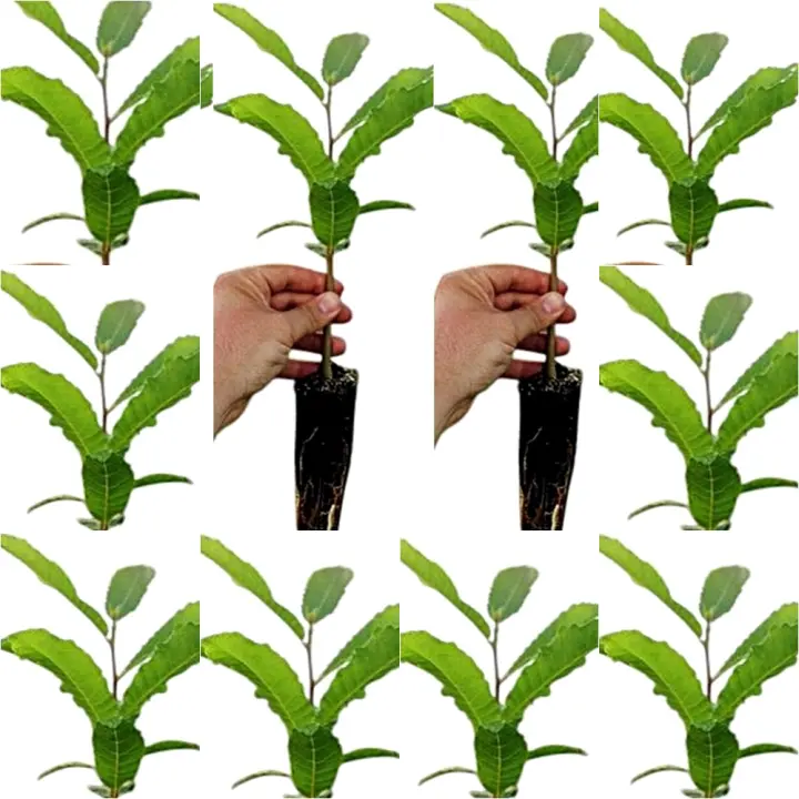 ¡¡¡ 10 Plantas !!! natural Castanea Sativa, Castaño. 20-30 cm. En cepellón. Plantar un castaño aporta sombra, frutos deliciosos, mejora el suelo y fomenta la biodiversidad local. - 1