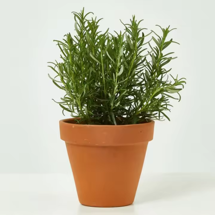 Verdecora - Planta de Exterior Aromática Romero Natural con Cuidados Fáciles y Usos Culinarios y Medicinales - 1