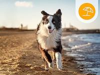 Nobleza Toalla para Perros, Suave y Duradera, Ultra Absorbente, de Secado para Perros Grandes y Pequeños, medidas 106 x 66cm, de Microfibra. - details 8