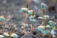 ✅ Vermiculita para plantas de VLC Horticultura nº2 10L + 5L  ALTA CALIDAD. Gracias a sus beneficios como la retención de agua y nutrientes ya que es un material muy poroso la vermiculita es ideal para mezclar con cualquier tipo de sustrato - details 2