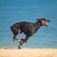 4Pcs Botas De Perro Protección De Patas Impermeables Antideslizantes Para Pequeños Medianos Y Grandes Mascotas Al Aire Libre - details 14