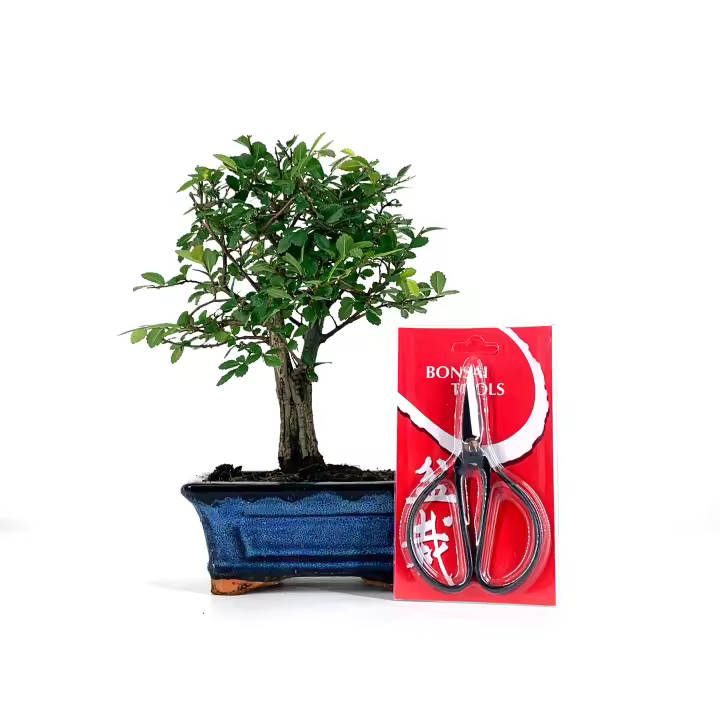 Pack Bonsái Zelkova 5 Años + Tijera 120mm Bonsaigranada - 1