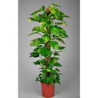 Planta Natural Pothos Potus - Potho Epipremnum- Envio - Purificadora de Aire- Planta duradera - fácil cuidado - Adaptable a diferentes zonas - Altura entre 80cm  y 90cm - planta del dinero - details 0