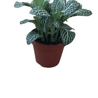 Dittonia - 1