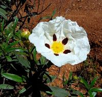 ¡¡¡ 10 Plantas !!! natural Cistus Ladanifer. Jara Pringosa. 20-30 cm. En cepellón listos para plantar. Mejora el suelo, atrae polinizadores, controla erosión. Aroma espectacular. - details 0