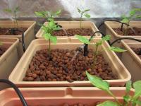 Flonatur, Arlita Saco de 20 Litros para Drenaje de Macetas y Jardines, Arcilla Expandida para Plantas en Forma de Bolas, Mantiene la Tierra Húmeda, Ideal para el Drenaje de Suelo - details 1