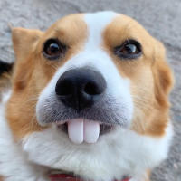 Dientes Falsos Para Perro Divertidos Disfraz De Dentadura Dental Para Decoración De Mascotas Halloween Cosplay Humanos Y Vampiros Juguetes De Interacción - details 29