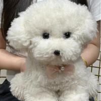 Muñeco De Peluche Simulación Lindo Perro Bichon Curly Para Niñas Regalo De Cumpleaños Accesorios Real Life Plush 31-50cm - details 4