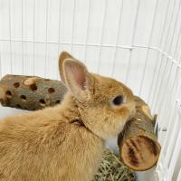 Juguete De Madera Antigolpe Para Pequeños Animales Conejo Totoro Palillo Dental Para Perro Pájaro Caja De Aves Soporte De Madera - details 2