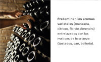 Codorníu Prima Vides - Cava Brut Ecológico - Caja 6 botellas 75cl - details 4