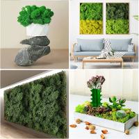 Plantas Artificiales De Hierba De Mostrador Para Decoración De Hogar Y Habitaciones Mini Landscape Falso Grama 20/40/100g Para DIY Crafts Y Jardín - details 7