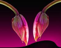 Planta natural Medinilla. 40 - 50 cm.  Segura Garden. Una medinilla en el hogar brinda belleza floral, mejora la calidad del aire y promueve una atmósfera tranquila, creando un ambiente acogedor y saludable. La planta a enviar puede tener o no flores - details 0