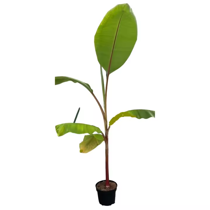 Plantas natural Musa, platanera canaria. Elegir rojo o amarillo. Producen frutos platano no muy grandes y de excelente sabor. - 1