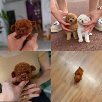 Mi Perro robot realista, mini Juguetes de felpa Interactivo para mascotas Niños Lindo Perro robot suave que Camina y Ladra - details 4