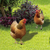 Estatua De Gallo Para Jardín Pato Rojo Escultura De Pollo Para Decoración Al Aire Libre Resistente Al Clima Figura De Hembra Para Patio Jardín Hogar - details 8
