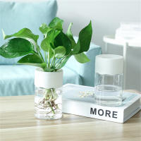 Maceta Hidroponía Miniatura Transparente Decoración Para El Hogar Vaso De Flores Sin Tierra Para Plantas Verdes Moderno Plástico - details 2