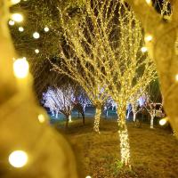 Luces LED De Navidad 220V Con Enchufe EU 10M 20M Para Decoración Externa De Hogar Bodas Fiestas Jardín Calle Material PVC Tamaño 5mm - details 2