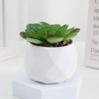 Evergreen Artificial Suculentas Simulación De Plantas Falsas Pequeñas En Macetas Cactus Bonsái Para El Hogar Material Plástico - details 3