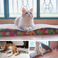 SMELL & SMILE SOY-2365 TABLA RASCADOR 68x21*5.5CM - details 5