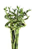 Pack de 10 Unidades. Planta Bambú Espiral de la suerte Lucky Bamboo.Segura Garden. Fácil cuidado, aporta buena energía según el feng shui, y su elegante presencia mejora la decoración interior. ¡Su significado auspicioso trae buena fortuna! - details 1